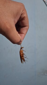 Vertical close-up video of a cockroach being held in the left hand.