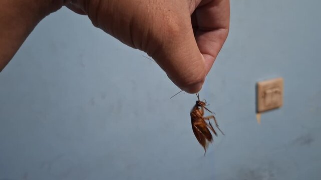 A close-up of a cockroach held in the left hand.