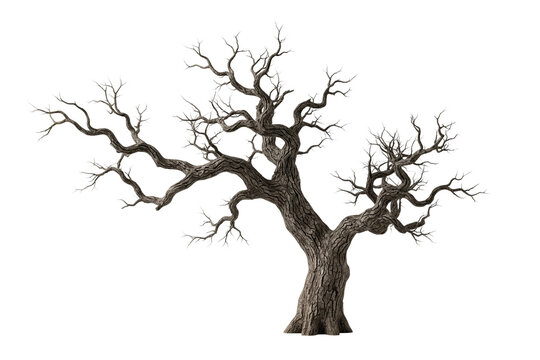 Dead spooky tree isolated PNG, withered bare winter tree with twisted branches on transparent background, halloween landscape element