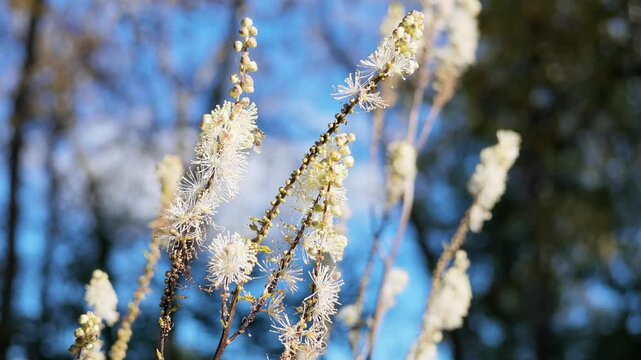 White fluffy cimicifuga bugbane flower spikes bloom in autumn sunlight against a blurred blue sky.