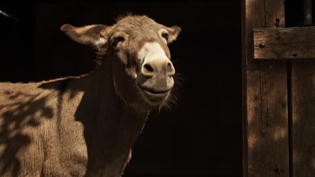 Close Up Portrait of a Brown Donkey Yawning inside a Dark Rustic Wooden Stable on a Sunny Day on the Farm