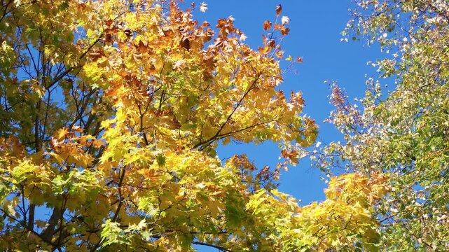 Golden yellow and orange maple leaves glow in sunlight against a clear blue autumn sky.