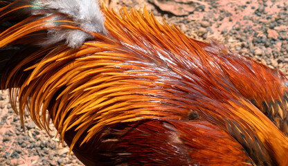 Brightly colored back feathers of a gamecock. © chanchai