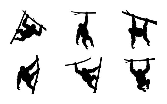 Orangutan hanging on branches silhouette for logo
