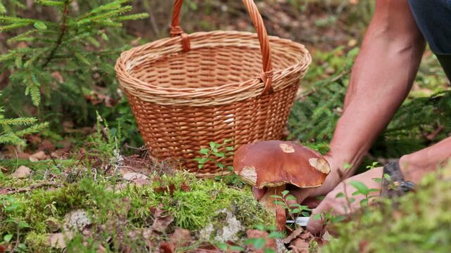 Close-up view of hands harvesting porcini mushroom beside wicker basket on mossy forest. Sweden.