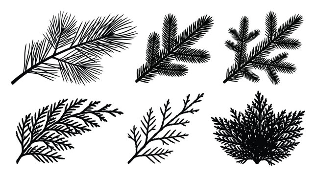 Christmas Black evergreen conifer branches, hand-drawn pine fern foliage set, vector botanical twigs and spruce leaves on white background, winter holiday nature icons for graphic design print
