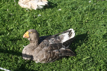 Domestic goose resting on a green grass lawn under sunlight © Maxim