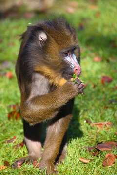 Mandrill / Mandrill / Mandrillus sphinx