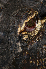 Obraz premium Mississippi-Alligator oder Hechtalligator / American alligator / Alligator mississippiensis