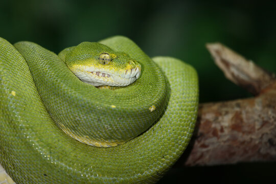 Gr&uuml;ner Baumpython / Green tree python / Morelia viridis