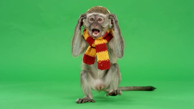 Funny meme monkey green screen studio portrait wearing winter knit scarf