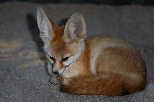 Fennek oder W&uuml;stenfuchs / Fennec fox / Vulpes zerda - Fennecus zerda