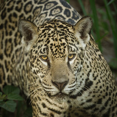 Obraz premium Extreme close up of a jaguar