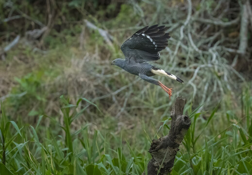 A grey colored crane hawk as it's taking off from a log