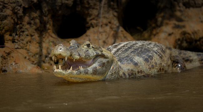 Caiman with his mouth open in the water