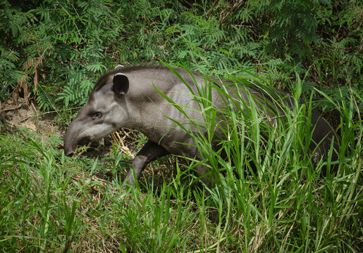 A south American tapir climbs through the brush up a hill