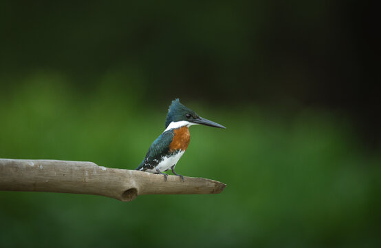 Colorful, ringed kingfisher sitting on the edge of a branch