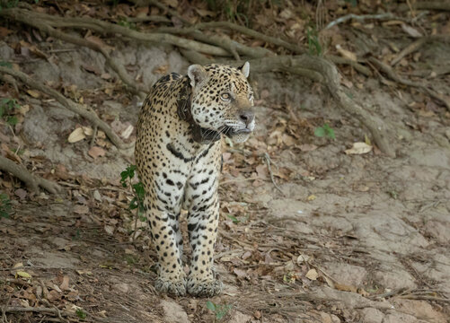 The only collared jaguar in Brazil standing on the edge of a hill