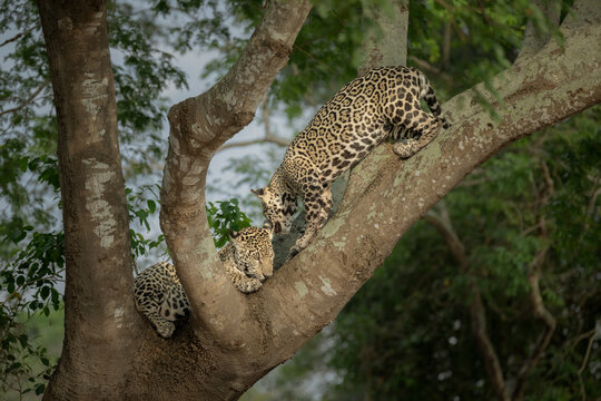 Two teen jaguar cubs playing in a tree