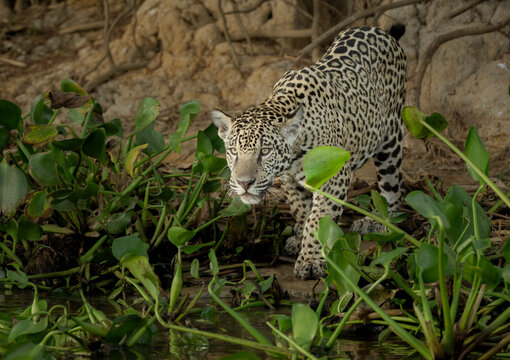 A hunting jaguar as he is entering the water