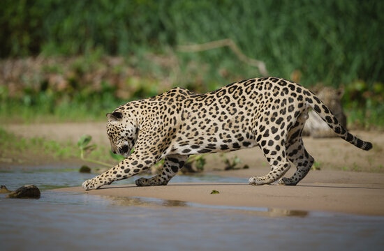 Young jaguar at the edge of the river playing