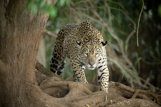 Jaguar creeping through the jungle