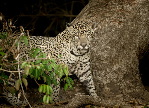 Jaguar looking towards the water for a caiman