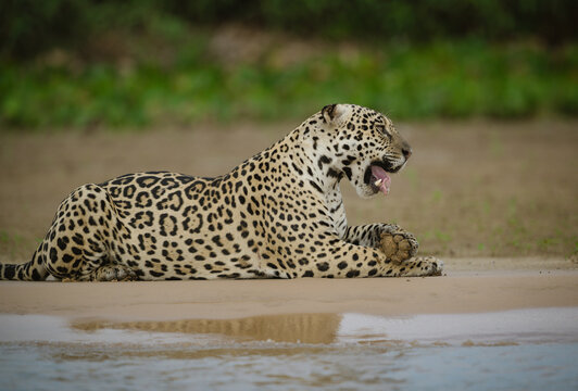 Resting on the shore of a river is a yawning jaguar