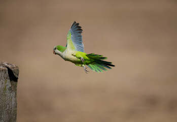 Obraz premium In flight Monk Parakeet bird heading for a post