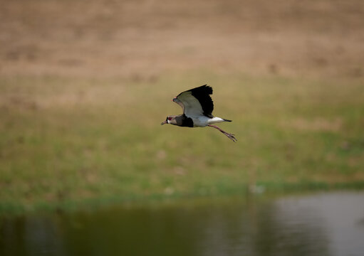 Southern Lapwing bird in flight over a pond