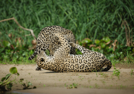 Two young jaguars wrestling in the sand