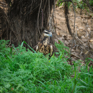 Juvenile great black hawk looking for a meal