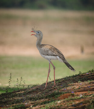 Red-Legged Seriema bird standing on a hillside