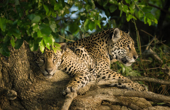 Morning light streams on two jaguars