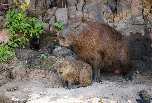 Mother and baby capybara rodents on the shore