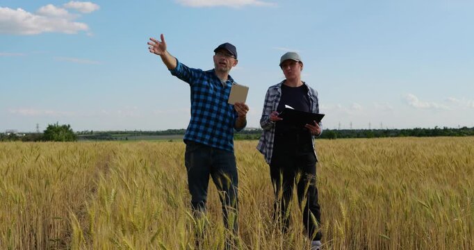 Two farmers inspect wheat and discuss crop data on tablet under sunny summer sky. They assess growth and plan harvest. Smart farming supports sustainable agriculture and rural business.