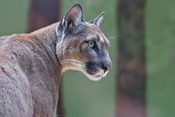 Close Up Profile Portrait Of An Adult Cougar © Miro