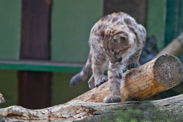 Playful Cougar Cub Climbing Over Wooden Branch © Miro