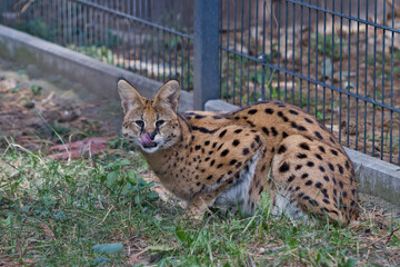 Serval Cat Licking Nose sitting on Grass Enclosure Ground © Miro
