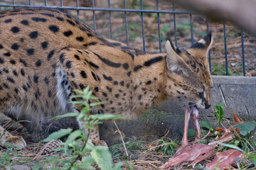 Serval Feeding on Raw Meat Flesh Inside Zoo Enclosure © Miro