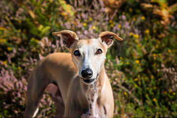 Fototapeta premium Italian Greyhound Whippet in the summer forest up close and personal