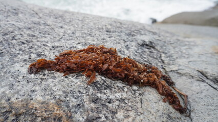 Close-up shot of brown dried seaweed resting on a light gray granite rock surface. © Ahmad