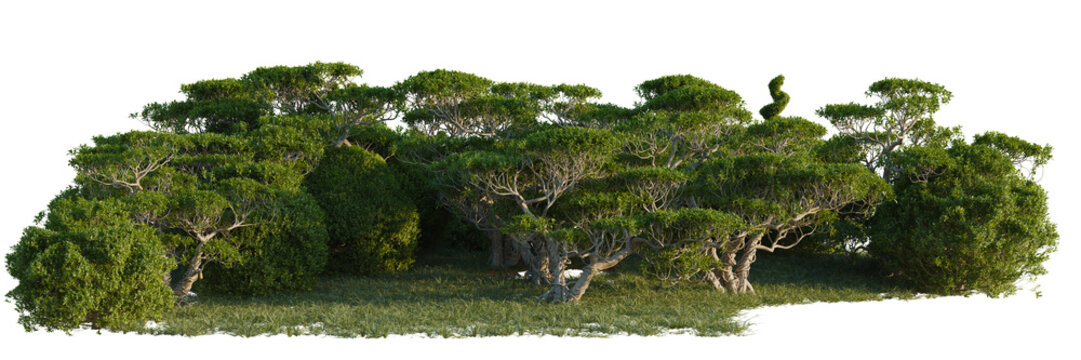 Ficus concinna tree line, Forest Edge, Backdrop cutout, isolate transparent background, Dense green trees with lush foliage on a grassy ground, ideal for landscape design and nature themes.