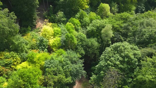 Aerial view shows winding forest path through dense greenery