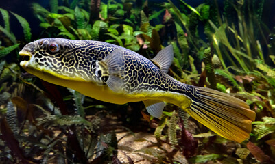 Freshwater puffer. Latin name - Tetraodon mbu  © Mikhail Blajenov