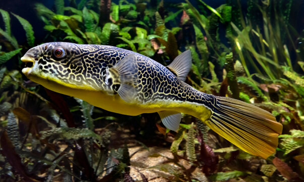 Freshwater puffer. Latin name - Tetraodon mbu	