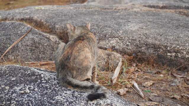 A domestic tabby cat sits with its back turned on a large granite rock outdoor.