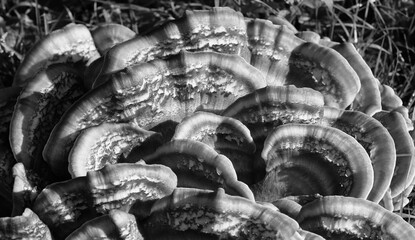 Photo of a large tree fungus in black and white © Christian Bunge