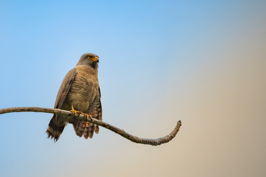 Gray-lined Hawk perched on branch against blue sky