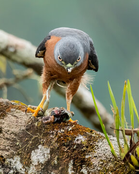 Double-toothed kite feeding on prey beside water